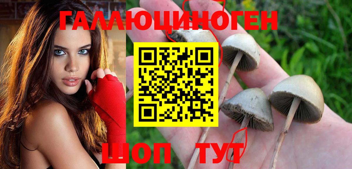 Лыткарино  Псилоцибиновые грибы Psilocybe  Вход с VPN 